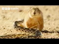 Lagu Black-tailed Prairie Dog vs Bullsnake | Wild Mexico | BBC Earth