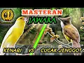 Download Lagu KENARI VS CUCAK JENGGOT - Masteran Roll Speed Dan Besettttt || Masteran Sang Jawaraa