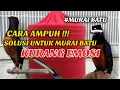 SOLUSI MURAI BATU KURANG EMOSI DAN KURANG GACOR