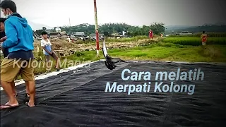 Download Cara melatih merpati kolong MP3