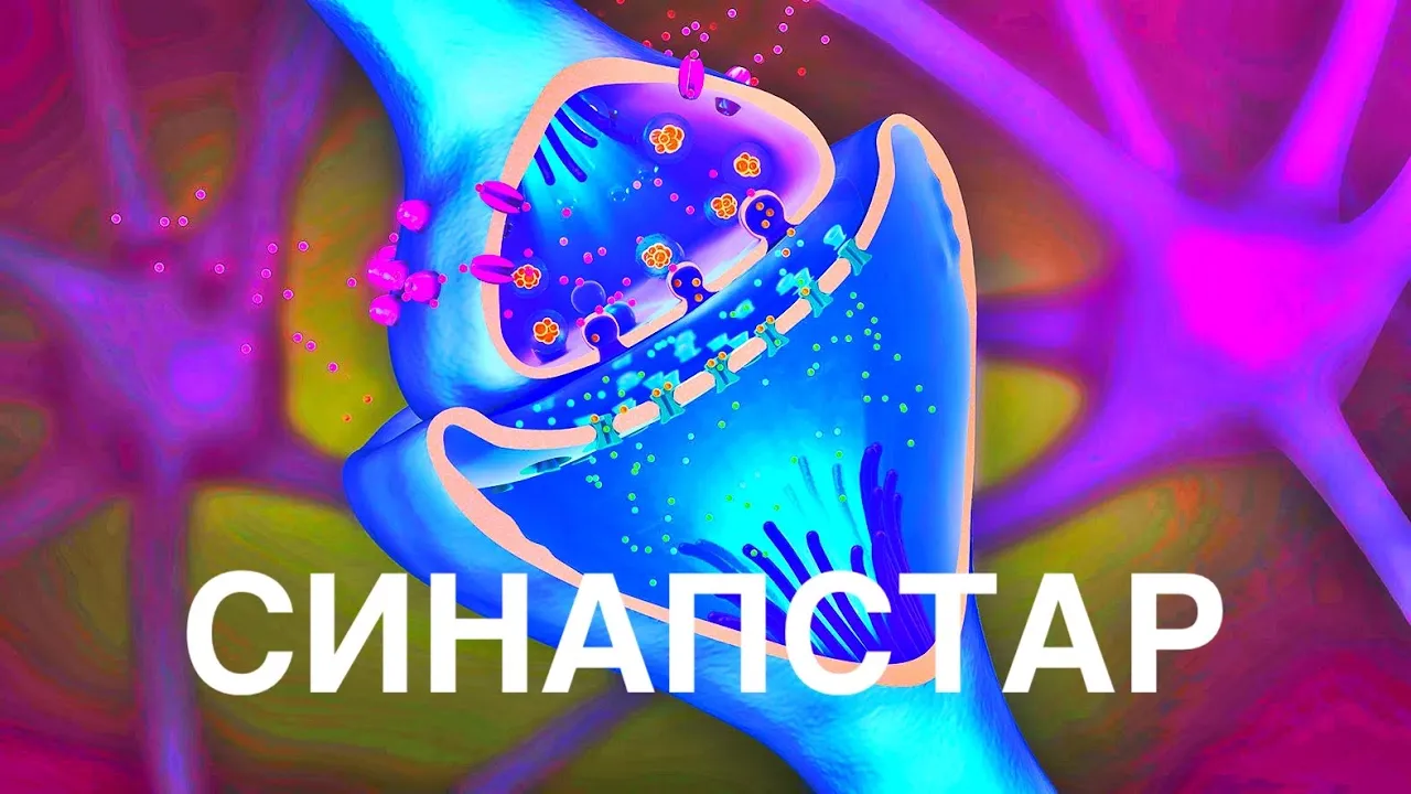 Синапс құрылысы | Нейромедиаторлар | Холинергиялық синапс | Пре және постсинапстық мембрана