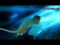 Cheb Khaled - Hiya Hiya (Ft. Pitbull) - 2012