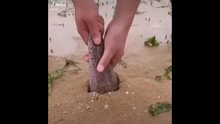 اسماك تعيش في الطين 