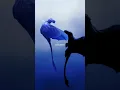 Flying together