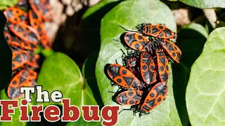 Fire Bugs The Fiery Red Insects with a Mysterious Glow