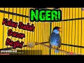 Download Lagu Pancingan Bunyi Cucak Bersisik Gacor Bocor Suara Variasi