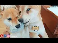 Download Lagu See how Raya reacts to her GPS sound tracker (Funny Rections)