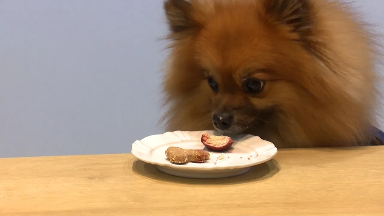 Maçã do amor pra pet? Seu cãozinho vai pirar nessas delícias!