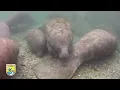 Crystal River Refuge s Manatee Manners for Paddlers