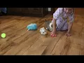 Welsh Corgi Puppies For Sale