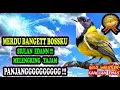 Download Lagu Masteran Burung Paling Merdu Bossku - Kancilan Emas Super Gacor