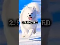 Download Lagu TOP 5 MOST EXPENSIVE DOGS IN THE WORLD #shorts #shortvideo #dogs #rottweiler #expensive #viral