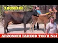 Download Lagu 6.BOSH BOLASI BUQA SUTDOR SIGIRLAR NARXLAR SUV TEKIN ANA XOLOS ULGURIB QOLIN😱
