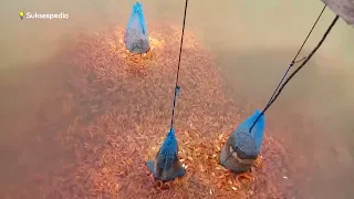 USAHA BIKIN KAYA 25JT PER BULAN! PEMBIBITAN IKAN MAS, COCOK UNTUK PEMULA!