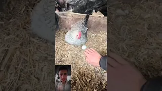 معلومة بسيطة لاكل بيض الدجاح 