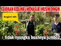Download Lagu KEADAAN KEBUNKU DI KAMPUNG SEKARANG ( TOUR KEBUN BUAHNYA PADA LAYU DAN RONTOK ) 