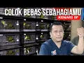 COLOK BEBAS KENARI SF SCHOTSE FANTASTISCHE KWALITEIT | NOS BF WONOSOBO