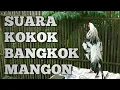 Download Lagu Suara Kokok Ayam Bangkok Silangan Mangon || Rooster Crowing