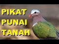 Download Lagu SUARA PIKAT PUNAI TANAH AMPUH UNTUK PIKAT DELIMUKAN LIAR, Mirip SUARA LIMBUNG dan EMERALD DOVE