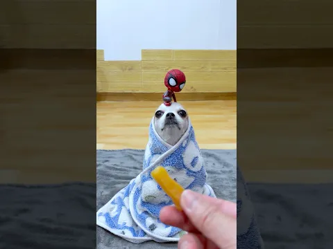 Treat Thief 🕷️😭#shorts #spiderman #funny #chihuahua