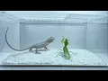 Download Lagu 螳螂vs鬃狮蜥 对战蜥蜴 Mantis vs Bearded Dragon,rhombodera latipronotum fight with lizard