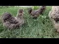 Cuckoo Silkie breeders
