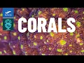 Lightning Talks Corals