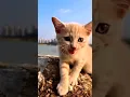 Download Lagu cat video! cat voice! cat videos!#funny #shorts #video #love #music #trending #youtube #viralvideo