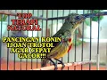 Download Lagu TERAPI KONIN IJOAN/TROTOL AGAR IKUT GACOR!!!! COCOK BUAT PANCINGAN KOLIBRI NINJA!!!!