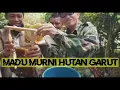 Lagu Survay budidaya madu hutan