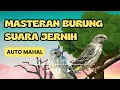 Download Lagu ❗TANPA IKLAN  ❗BLACKTHROAT SUARA JERNIH SANGAT BAGUS UNTUK MASTERAN KENARI PAUD