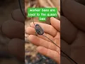 Download Lagu the whole swarm of bees surrounds the queen bee🥰 | Tropical Forest Bees