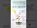 Process of Photosynthesis