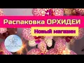Lagu Распаковка орхидеи от Crystal Orchid , новые друзья @orhorai #orchid #цветущиеорхидеи #flowers 