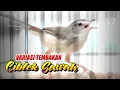 VARIASI TEMBAKAN CIBLEK SAWAH