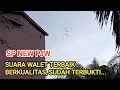 Download Lagu SP NEW PJW | Suara walet terbaik 2022