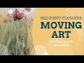 Field of Red Poppy Flowers - Relaxing Music