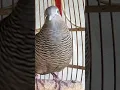 Download Lagu Burung tekukur lokal punya suara topcer yang jernih untuk umpan yang langsung bereaksi #shorts