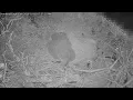Lagu Winter Park Eagle Cam | 2 Eaglets! | Overhead Cam