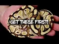 Five Ball Pythons to get First