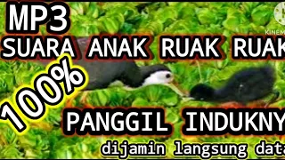 Download mp3 suara anak ruak ruak panggil induknya 100%langsung keluar dari sarang MP3