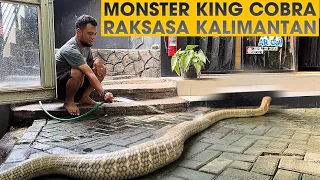 Download INI KONDISI WIDI KING COBRA RAKSASA DARI KALIMANTAN SEKARANG‼️GARAGA KALAH GEDE MP3