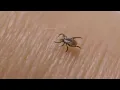 How Suffolk County is fighting the rising tick population and ways to protect yourself