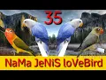 Download Lagu 35 nama jenis lovebird berdasarkan warnanya