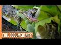 Download Praying Mantises - The Kung Fu Killers of the Insect Kingdom mp4 3gp mp3 videos - waplic