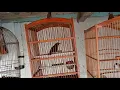 Download Lagu Ternyata begini suara Tepus Kepala Kelabu (grey headed babler)