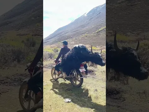 Tie A Live Yak To Motorcycle For Emergency Transport On Mountain Trail