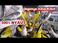 Download Lagu suara Pancingan burung parkit full BerisiK paling Ampuh 100% NYAUT