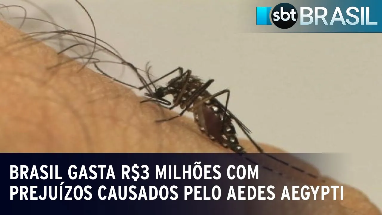 Brasil gasta R$3 milhões por ano com prejuízos causados pelo Aedes Aegypti | SBT Brasil (14/10/23)