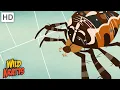 Wild Kratts Bugs Part 1 Insects Arachnids Worms and other Creepy Crawlies